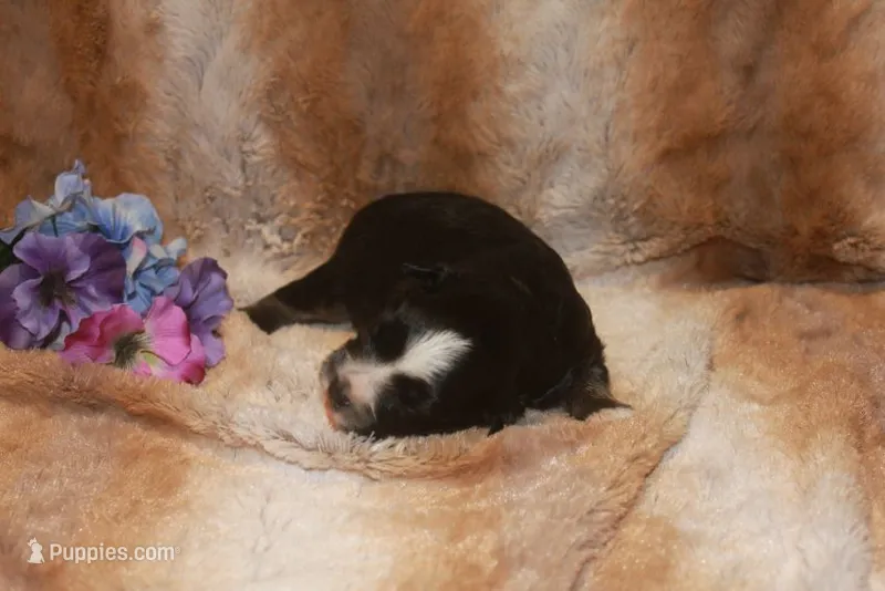Bowser – Miniature Australian Shepherd puppy for sale in Ionia, IA