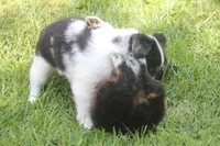 Abbey, a female Toy Australian Shepherd for sale in Ionia, IA – 3 of 8