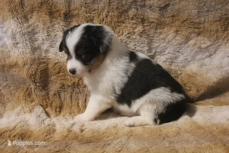 Abbey – Toy Australian Shepherd puppy for sale in Ionia, IA