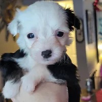 Oreo, a male Chinese Crested for sale in Cleveland, OH – Photo 1 of 3