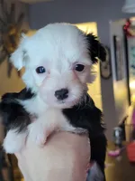 Oreo, a male Chinese Crested for sale in Cleveland, OH – Photo 1 of 2