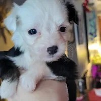 Oreo, a male Chinese Crested for sale in Cleveland, OH – Photo 2 of 3