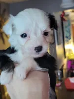 Oreo, a male Chinese Crested for sale in Cleveland, OH – Photo 2 of 2