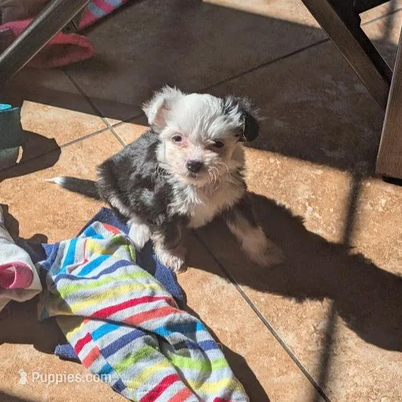 Oreo, a male Chinese Crested for sale in Cleveland, OH – Photo 3 of 3