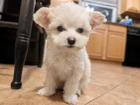 Lulu, a female Chinese Crested for sale in Cleveland, OH – 2 of 2