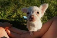 Dottie, a female Chinese Crested for sale in Cleveland, OH – 3 of 4