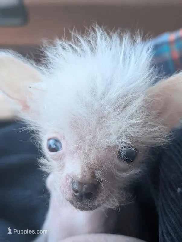 Arowyn - Hairless w BLUE eyes – Chinese Crested puppy for sale in Cleveland, OH
