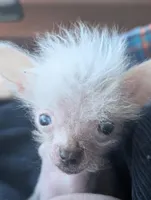 Arowyn - Hairless w BLUE eyes, a female Chinese Crested for sale in Cleveland, OH – Photo 1 of 4
