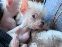 Arowyn - Hairless w BLUE eyes, a female Chinese Crested for sale in Cleveland, OH – Photo 3 of 4