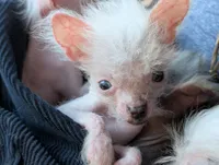 Arowyn - Hairless w BLUE eyes, a female Chinese Crested for sale in Cleveland, OH – Photo 2 of 4