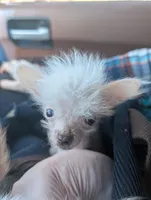 Arowyn - Hairless w BLUE eyes, a female Chinese Crested for sale in Cleveland, OH – Photo 4 of 4