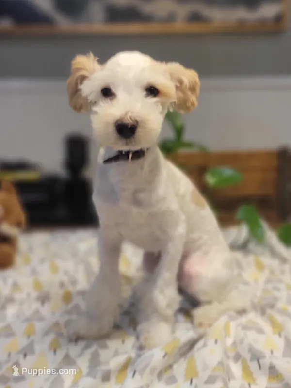 Caramel Cup – Chinese Crested puppy for sale in Cleveland, OH