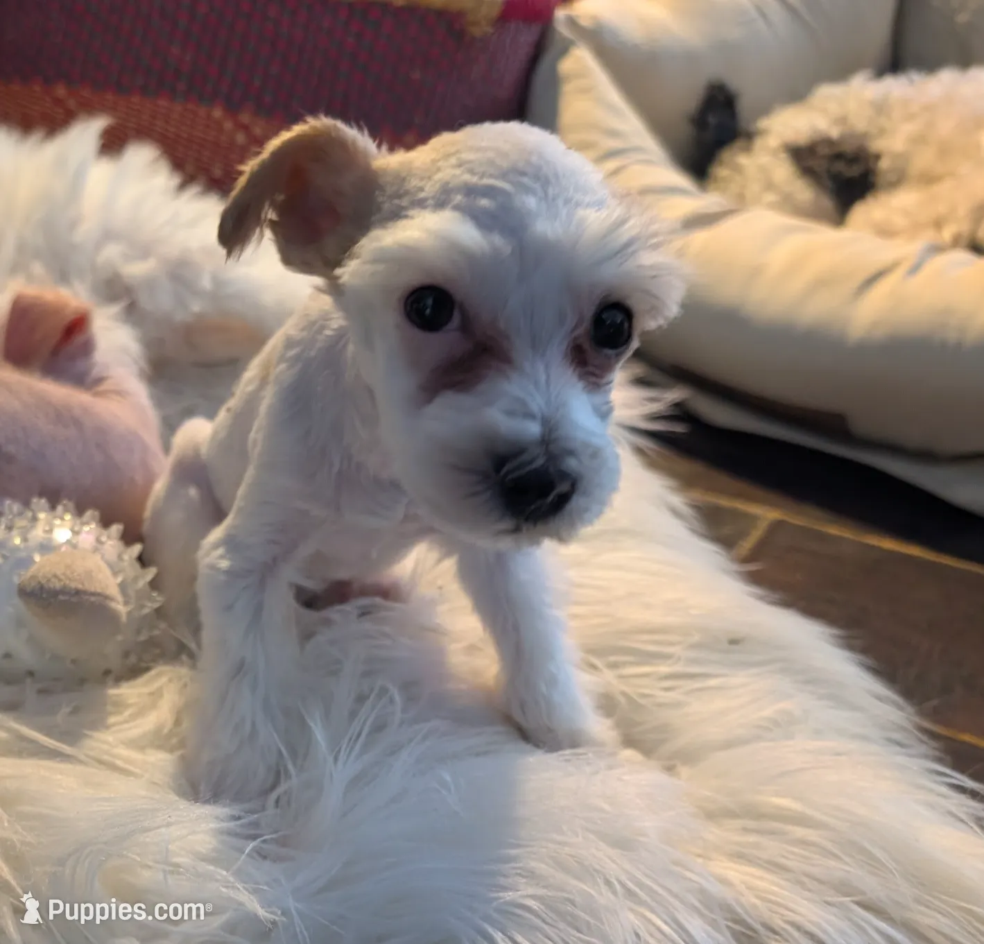 processed/e7323725-c39d-40ce-bd06-e74b2232e259/listing/15577b9f-a413-4df0-a8ae-a5b6e2604df0/e2de730a-9e93-4c48-992e-8d7c9a760ccb