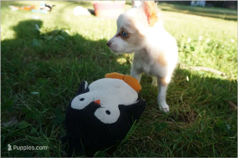 Sandy – Chinese Crested puppy for sale in Cleveland, OH