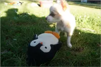 Sandy, a female Chinese Crested for sale in Cleveland, OH – 1 of 1