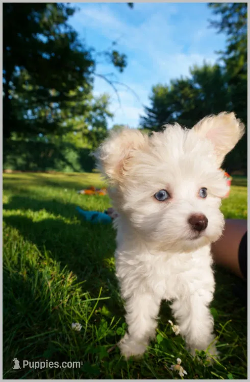 Lilly – Chinese Crested puppy for sale in Cleveland, OH
