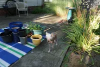 Winston, a male Chinese Crested for sale in Cleveland, OH – 4 of 4