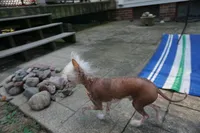Winston, a male Chinese Crested for sale in Cleveland, OH – 2 of 4