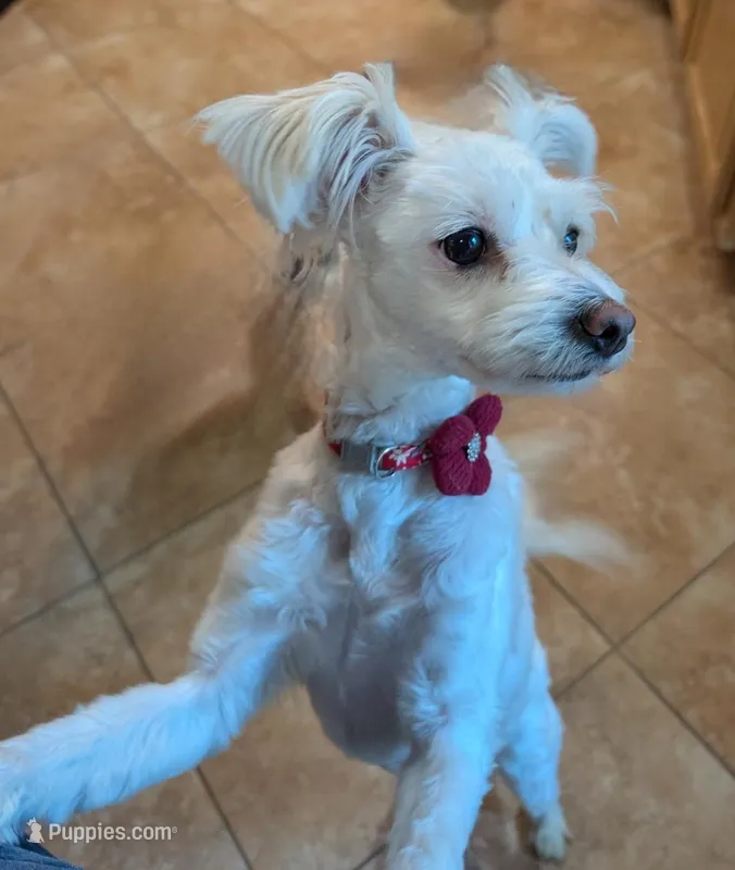 Leia – Chinese Crested puppy for sale in Cleveland, OH