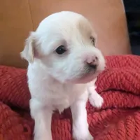 Leia, a female Chinese Crested for sale in Cleveland, OH – Photo 6 of 6