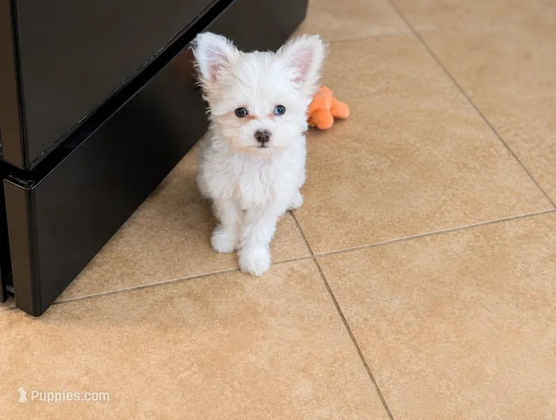 Lilly – Chinese Crested puppy for sale in Cleveland, OH