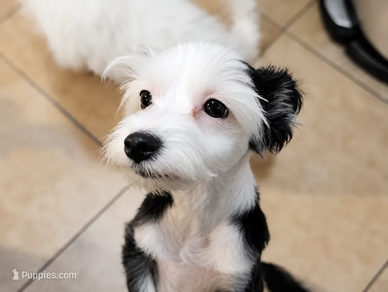 Oreo – Chinese Crested puppy for sale in Cleveland, OH