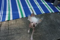 Winston, a male Chinese Crested for sale in Cleveland, OH – 3 of 4