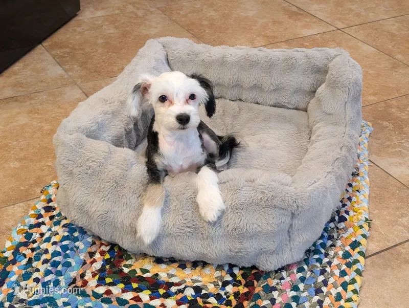 Oreo – Chinese Crested puppy for sale in Cleveland, OH
