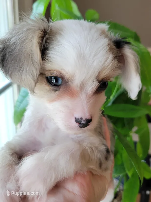 Milo – Chinese Crested puppy for sale in Cleveland, OH