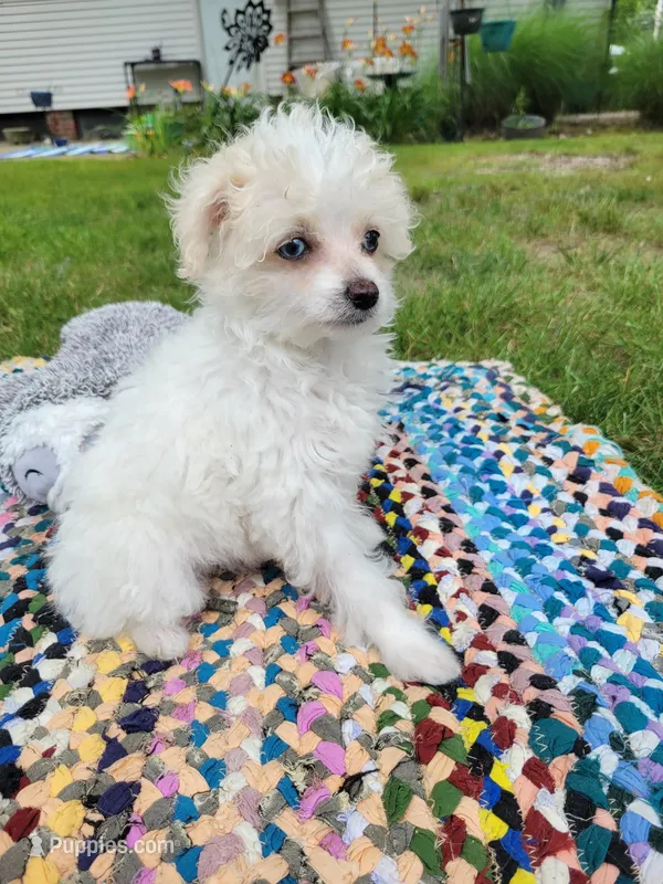 Sohie – Chinese Crested puppy for sale in Cleveland, OH