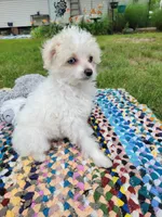 Sohie, a female Chinese Crested for sale in Cleveland, OH – 1 of 1