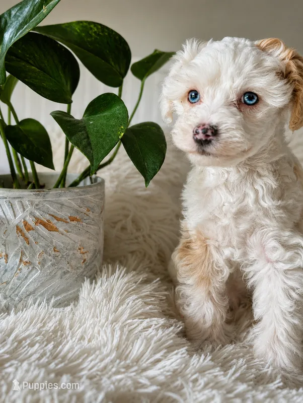 Kirby – Chinese Crested puppy for sale in Cleveland, OH