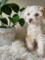 Kirby, a male Chinese Crested for sale in Cleveland, OH – 1 of 1