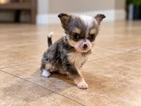 Chinese Crested named Tux, a male Chinese Crested for sale in Cleveland, OH – 1 of 2