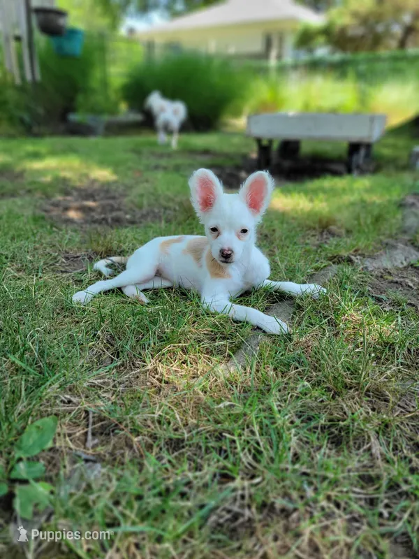 Dottie – Chinese Crested puppy for sale in Cleveland, OH