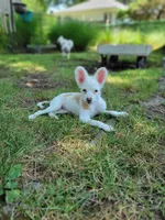 Dottie, a female Chinese Crested for sale in Cleveland, OH – 2 of 4
