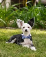 Cruz, a male Chinese Crested for sale in Cleveland, OH – 1 of 3