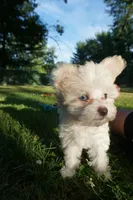 Lilly, a female Chinese Crested for sale in Cleveland, OH – 2 of 3