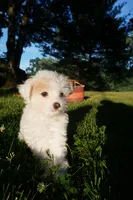 Bennie, a male Chinese Crested for sale in Cleveland, OH – 1 of 2