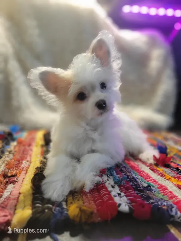 Bennie – Chinese Crested puppy for sale in Cleveland, OH