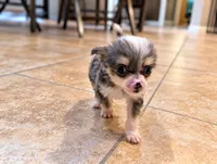 Chinese Crested named Tux, a male Chinese Crested for sale in Cleveland, OH – 2 of 2