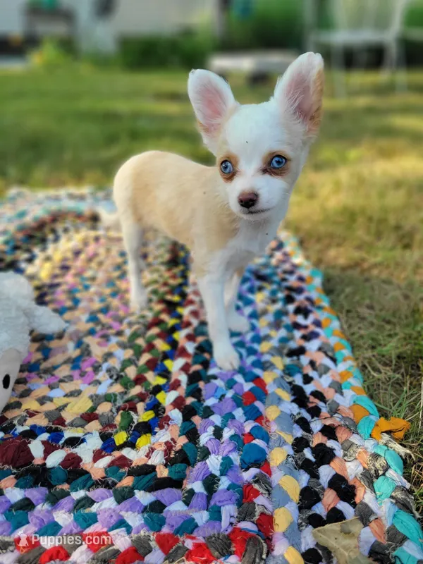 Sandy – Chinese Crested puppy for sale in Cleveland, OH
