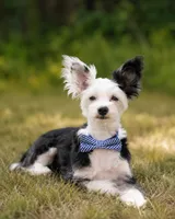 Cruz, a male Chinese Crested for sale in Cleveland, OH – 2 of 3