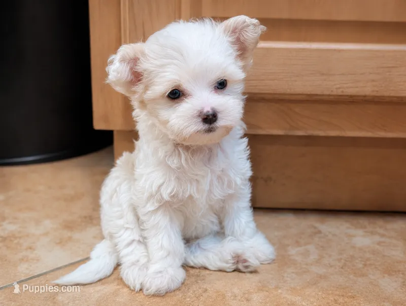 Lulu – Chinese Crested puppy for sale in Cleveland, OH