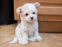 Lulu, a female Chinese Crested for sale in Cleveland, OH – 1 of 2