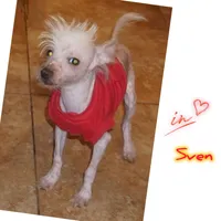 Sven, a male Chinese Crested for sale in Cleveland, OH – Photo 3 of 8