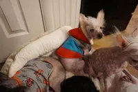 Sven, a male Chinese Crested for sale in Cleveland, OH – Photo 6 of 8