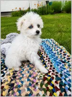 Sophie, a female Chinese Crested for sale in Cleveland, OH – 1 of 1