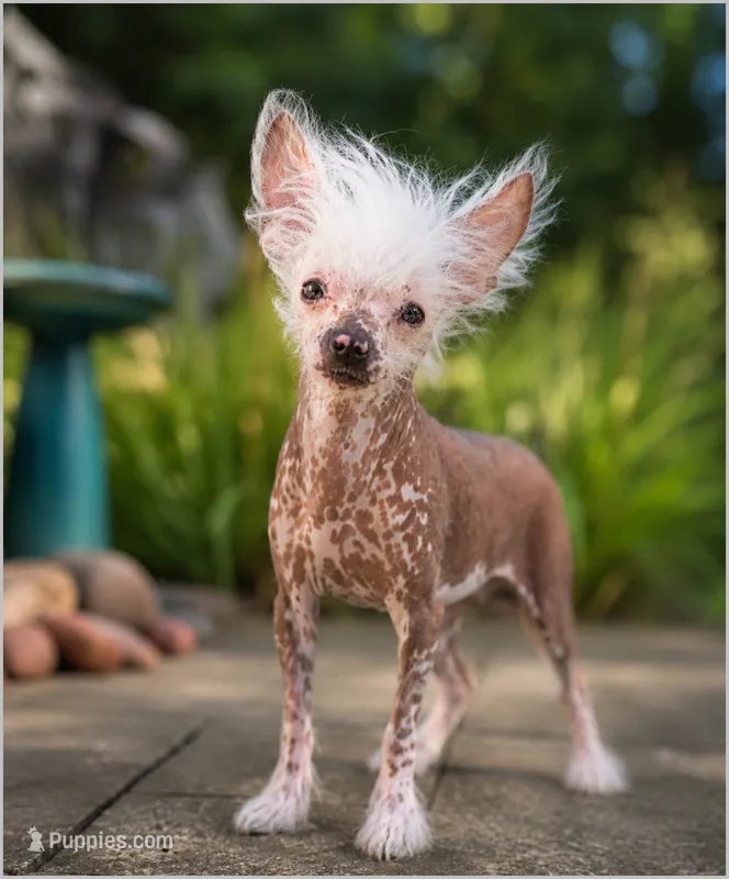 Winston – Chinese Crested puppy for sale in Cleveland, OH