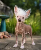 Winston, a male Chinese Crested for sale in Cleveland, OH – 1 of 4